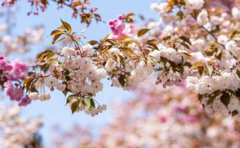 名古屋賞櫻景點專業指南：花期解析與深度路線規劃