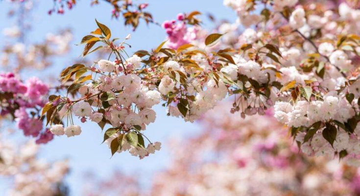 名古屋賞櫻景點專業指南：花期解析與深度路線規劃