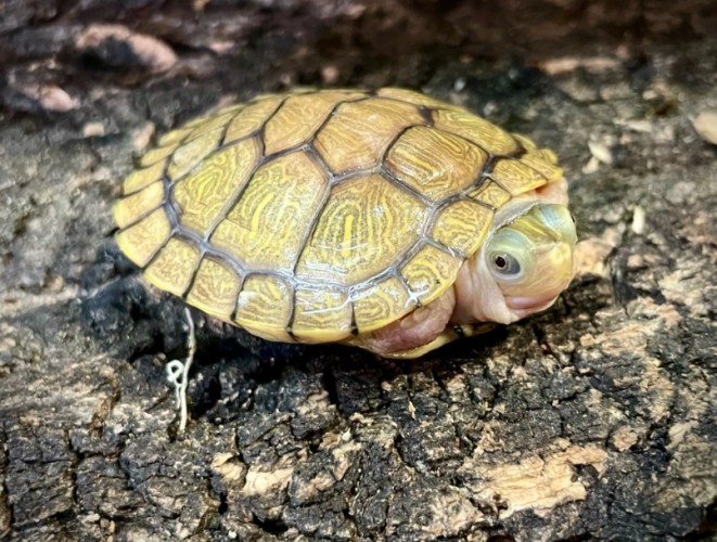 烏龜的習性