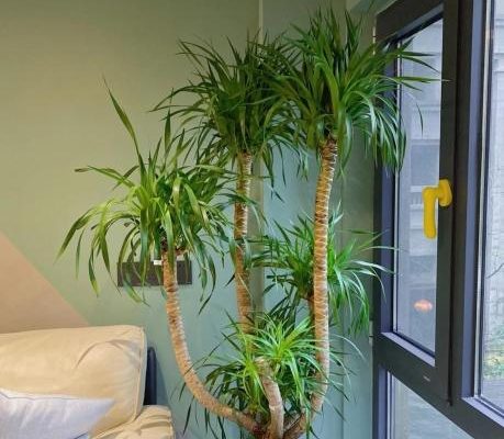 龍血樹風水 龍血樹風水