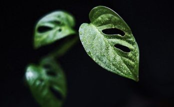 龜背芋照顧