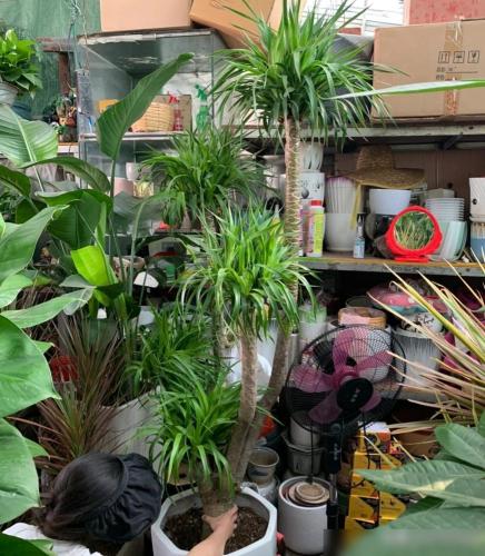 龍血樹象徵意義