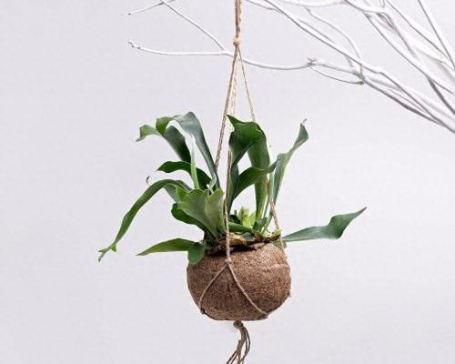 象耳鹿角蕨 象耳鹿角蕨