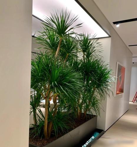 龍血樹風水效果