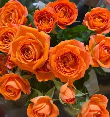 紫玫瑰花語 紫玫瑰花語